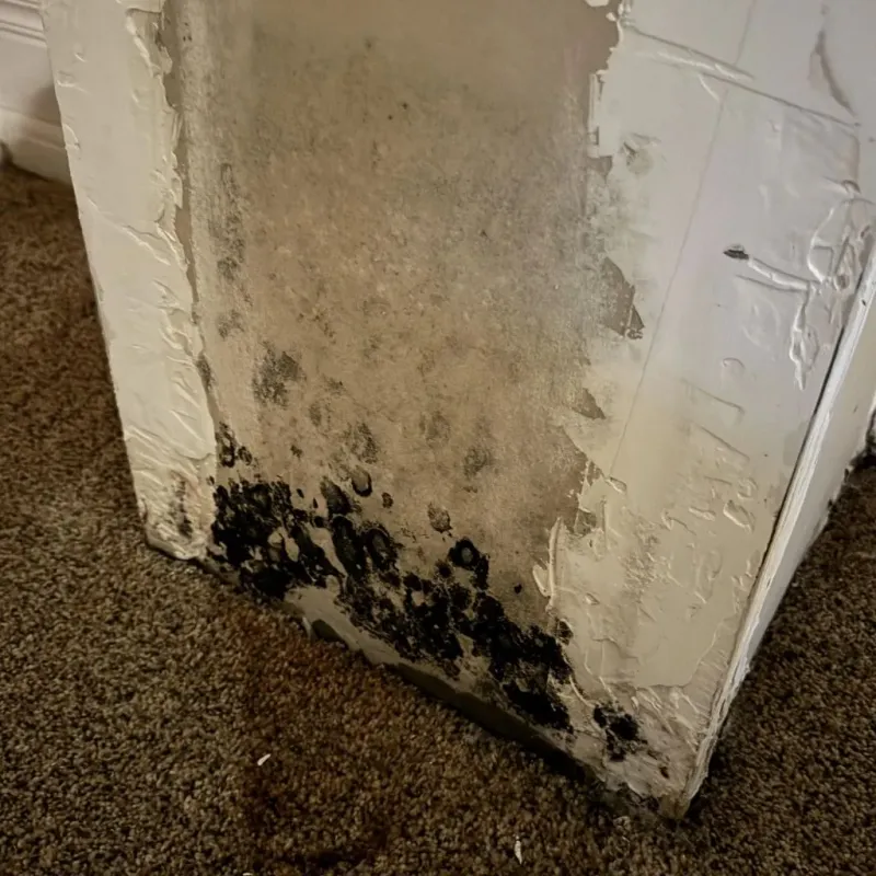 Professional Mold Removal in Springfield, VA